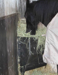 Horse eating hay from hay feeder