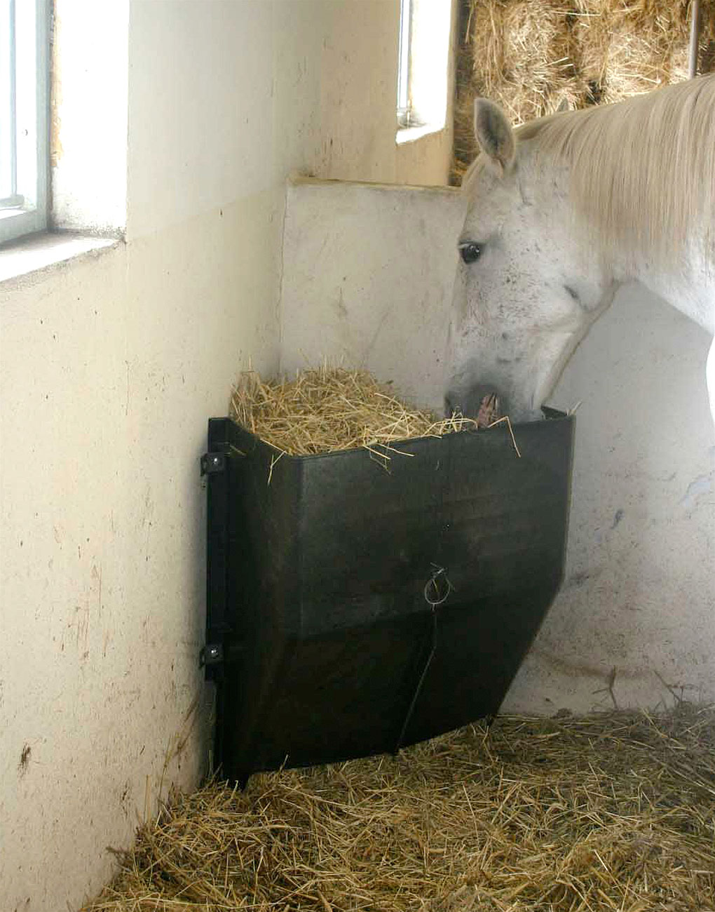 Horse eating from straw