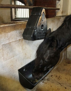 Horse eating from trough after no. 150