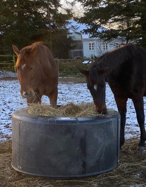 Igloo Feed Ring 671 672